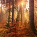 Mabon: danzar el otoño, agradecer lo vivido y preparar el camino hacia dentro